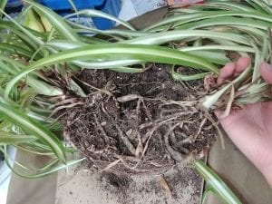 How to Fix Root Rot in Plants (Tips to Identify, Prevent, and Treat