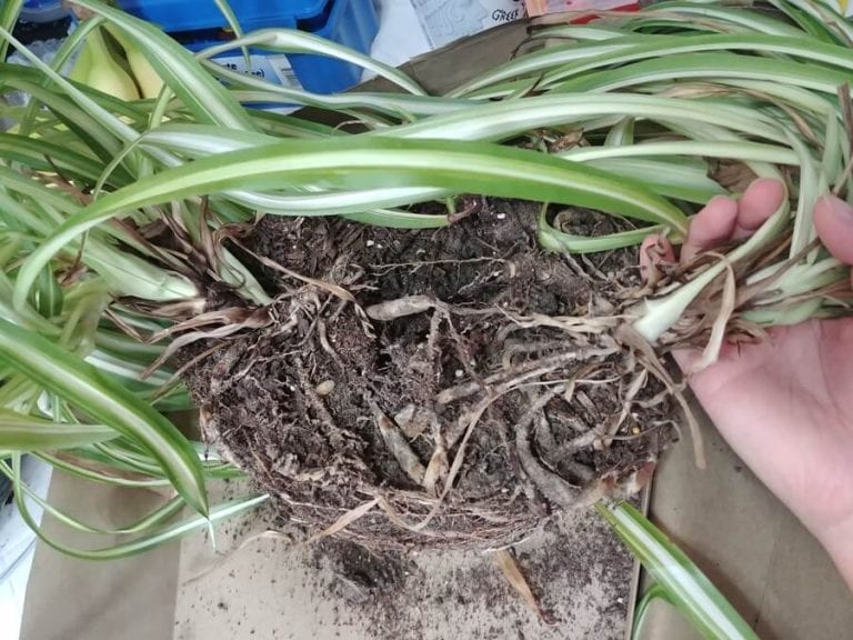 Plant Roots