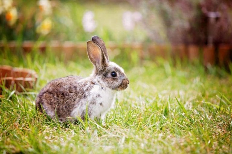 Rabbit in Yard
