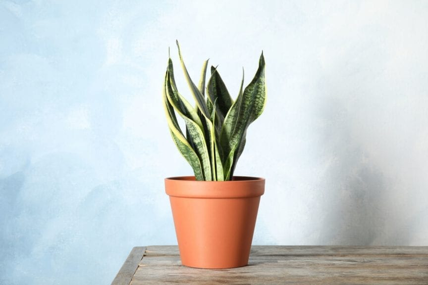 How Fast Do Snake Plants Grow? The Practical Planter