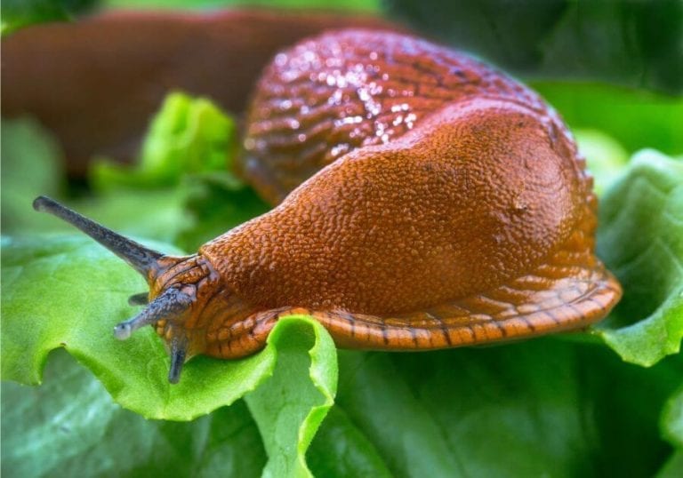 How to Stop Slugs from Eating Plants (8 Simple and
