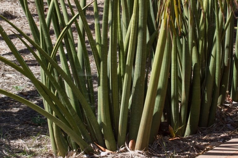 How Fast Do Snake Plants Grow? The Practical Planter