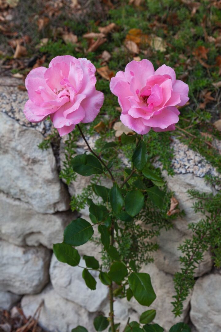 Long Garden Roses How to Grow Long Stem Roses (Useful Tips for Optimal Growth) - The ...