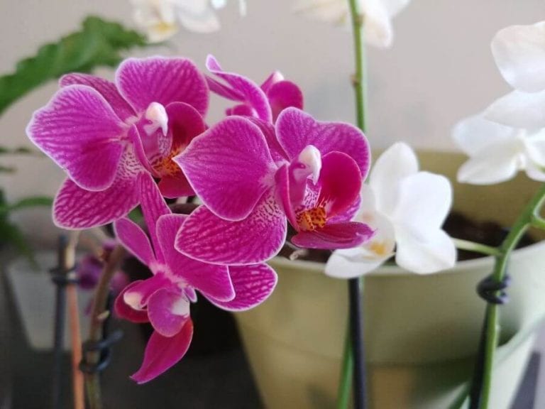 Orchid