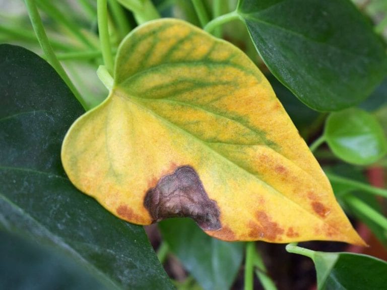 Yellowing Plant