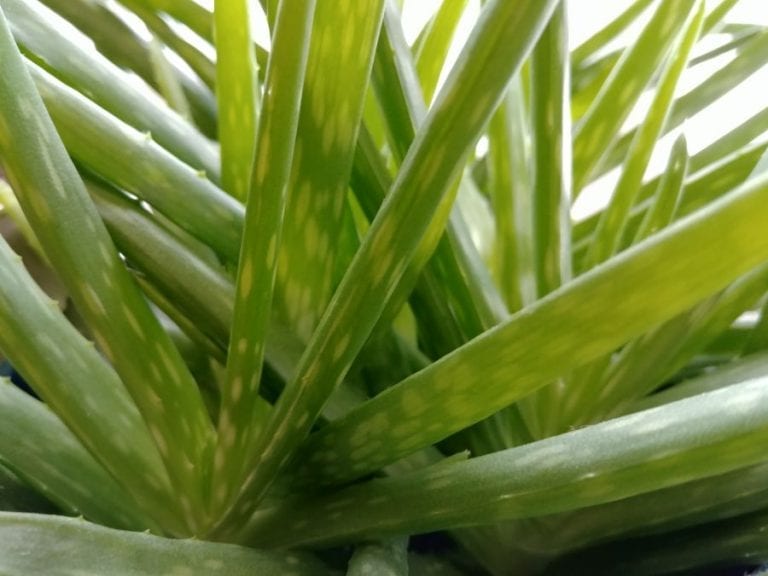 Aloe Plant