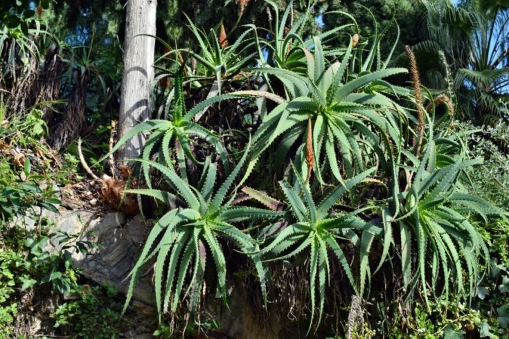Large Aloe How Big Do Aloe Plants Get? (And How to Control Their Growth Rate ...