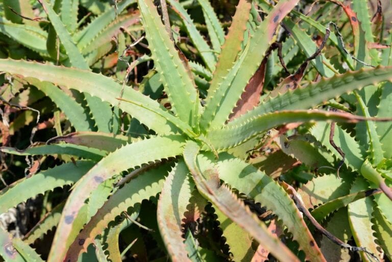 Browning Aloe