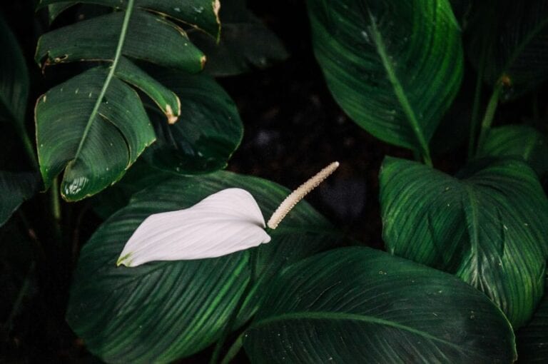 Peace Lily