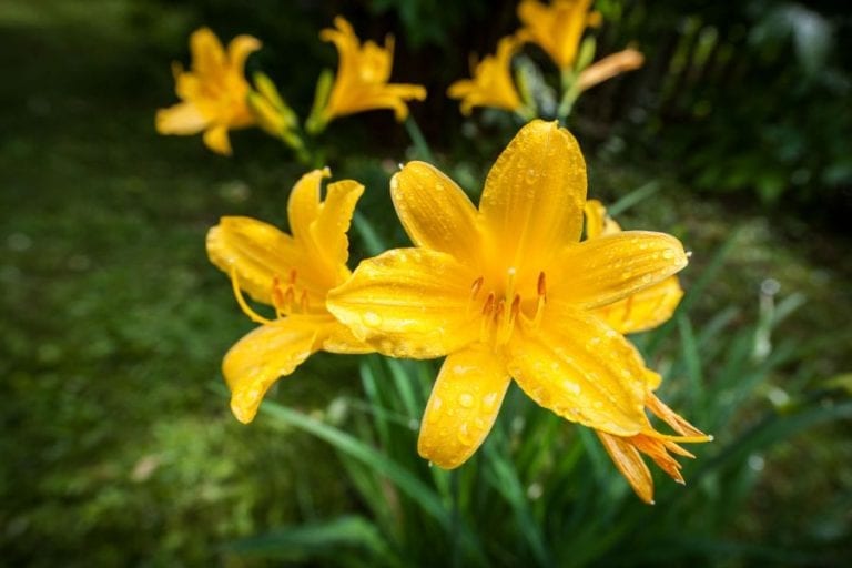 Daylilies