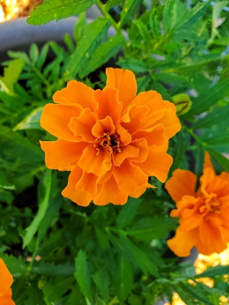 Orange Marigolds