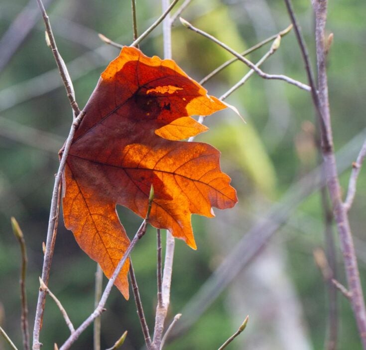 How to Save a Dying Maple Tree (And How to Identify Maple Decline