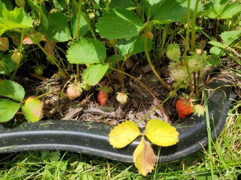 Browning Strawberry Leaves