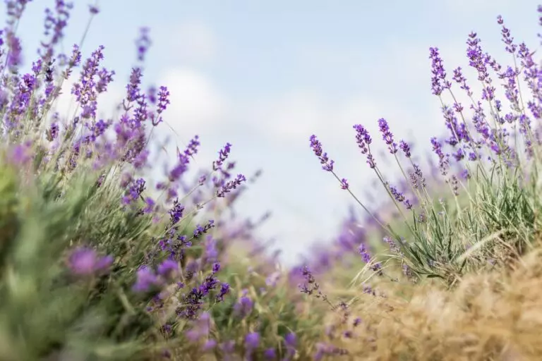 Lavender Plants