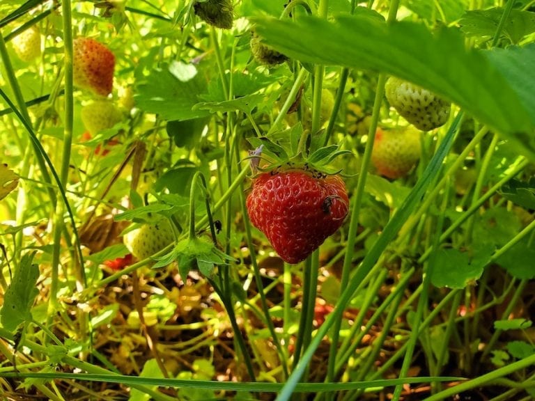 Strawberries Growing