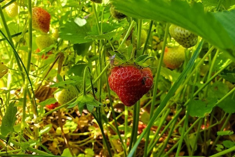 What’s Eating My Strawberries? (9 Possible Culprits) Strawberries Growing
