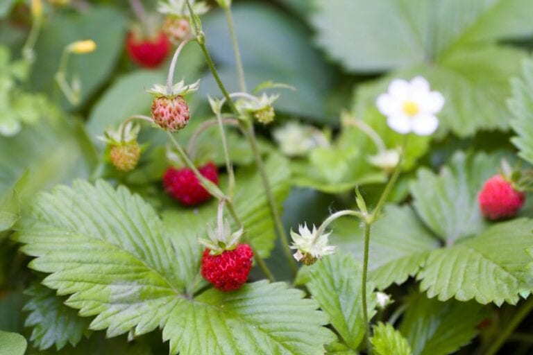 Wild Strawberries Growing