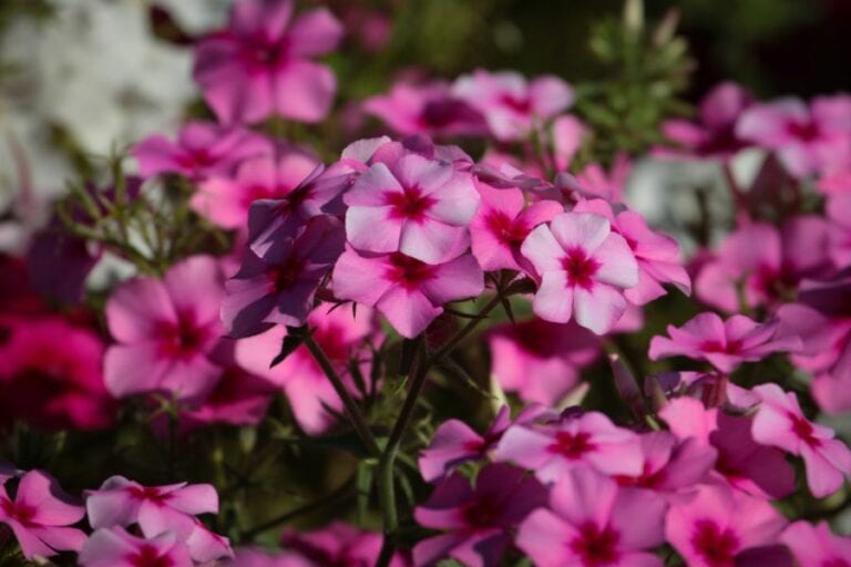 Impatiens