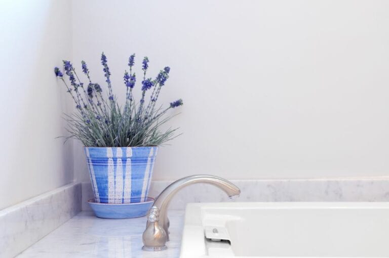 Lavender Indoors