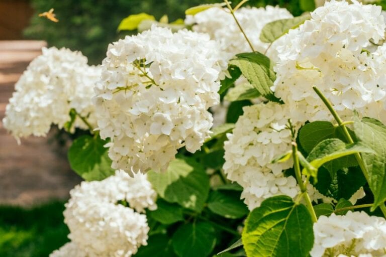 White Hydrangea