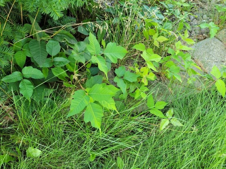 Poison Ivy