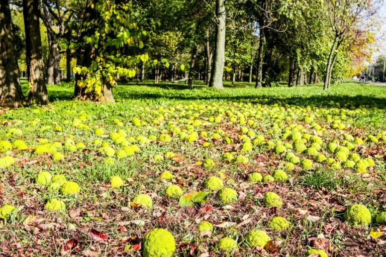 Hedge Apples