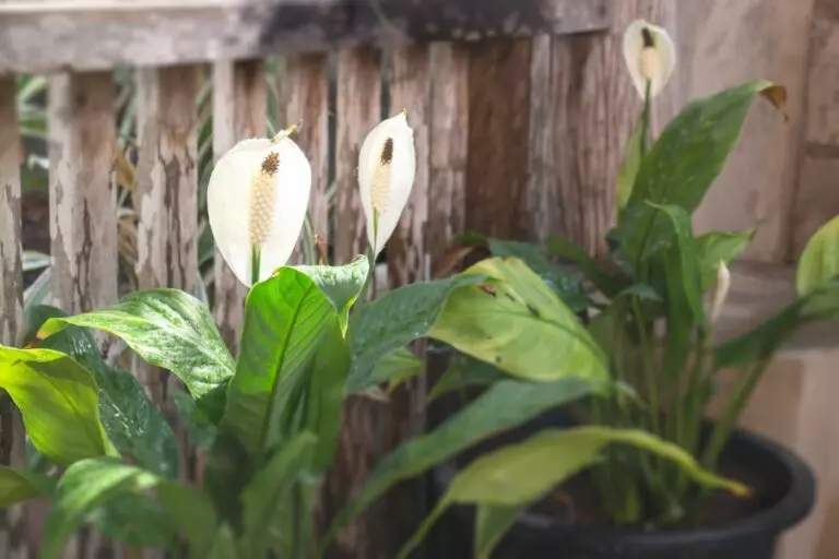 Peace Lily Outdoors