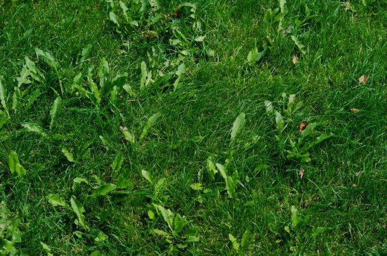 Weeds Growing in Lawn