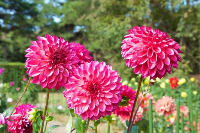 Dahlias