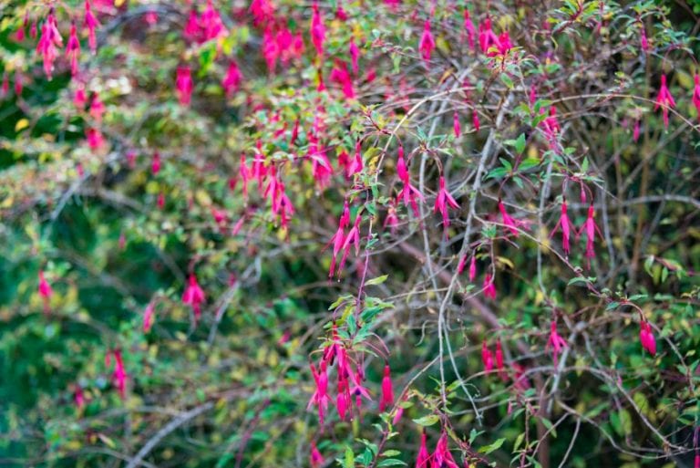 Fuchsia