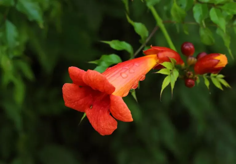Rain Drops on a Trumpet Creeper Flower