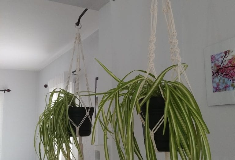 Spider Plants Hanging from Ceiling
