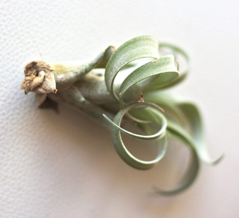 Air Plant with Browning Leaves