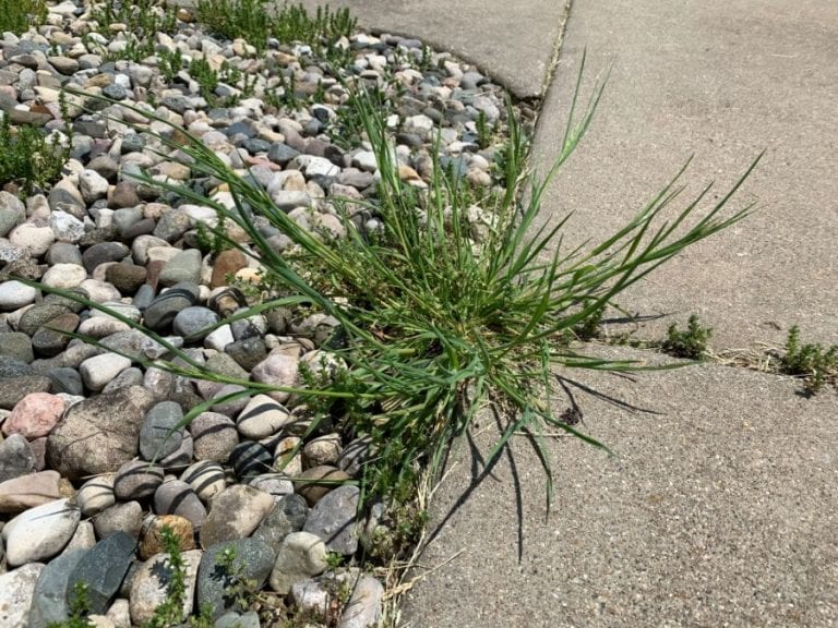 Grass Growing through Rocks