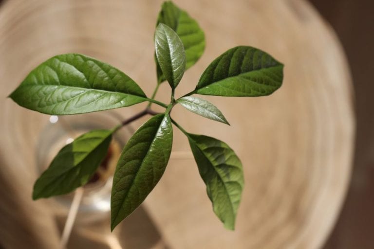 Small Indoor Avocado Tree