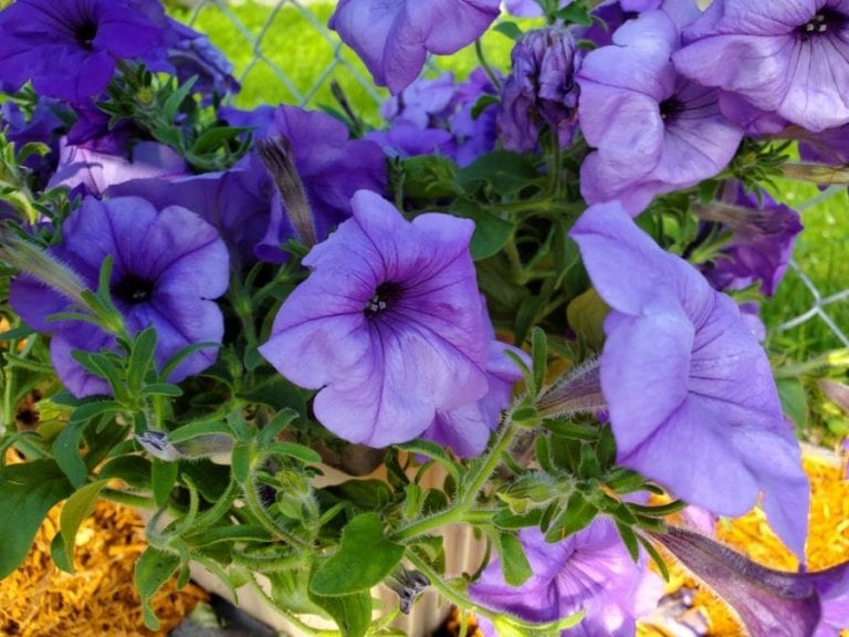 How to Revive Dying Petunias (And What to Look For) The Practical Planter