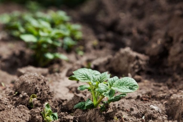 Potato Plant