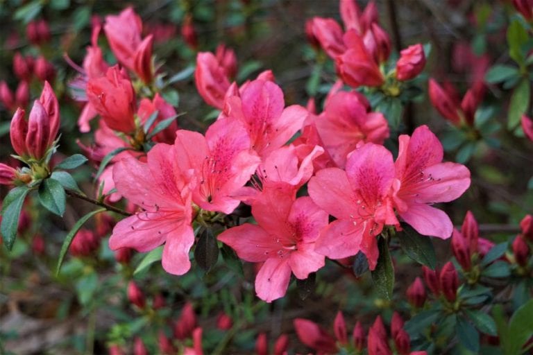 Azalea
