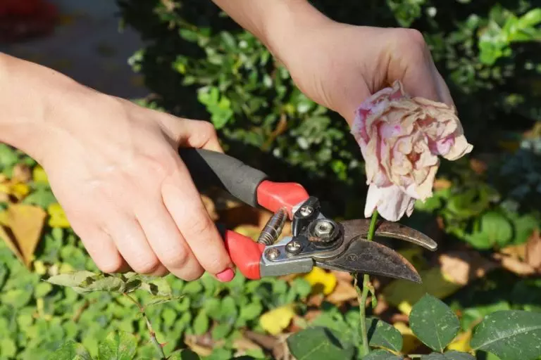 Deadheading Roses