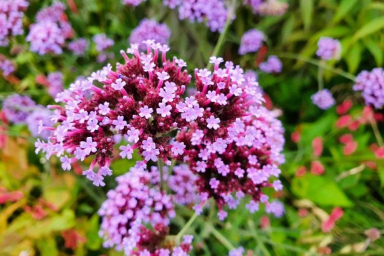 Verbena