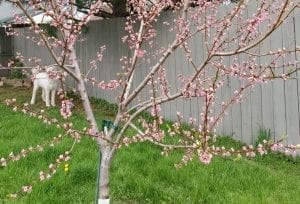 When Do Peach Trees Bloom? (And 4 Ways to Make Them Bloom More Quickly