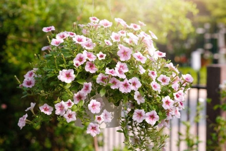 Petunias