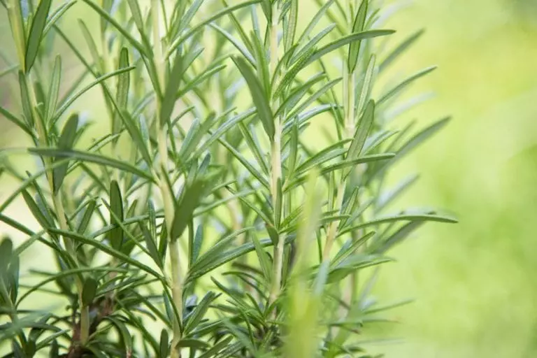 Rosemary