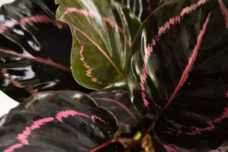 Calathea