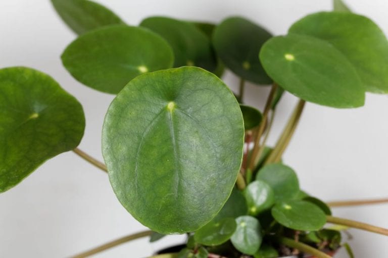 Chinese Money Plant