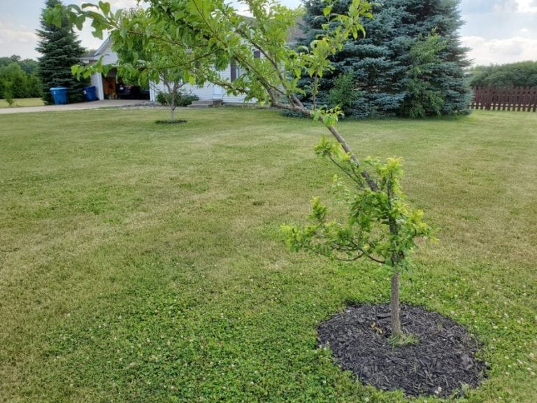 Crooked Plum Tree