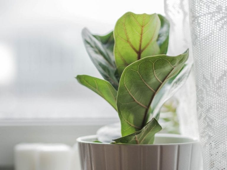 Fiddle Leaf Fig