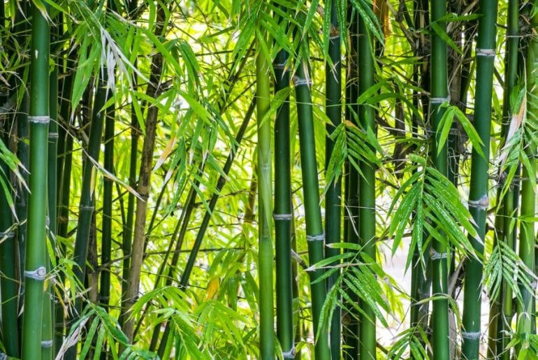 How to Get Rid of Bamboo (Or Stop Your Neighbor's Plant from Invading