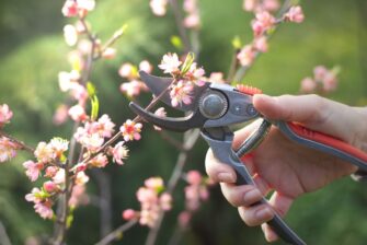 When Do Peach Trees Bloom? (And 4 Ways to Make Them Bloom More Quickly