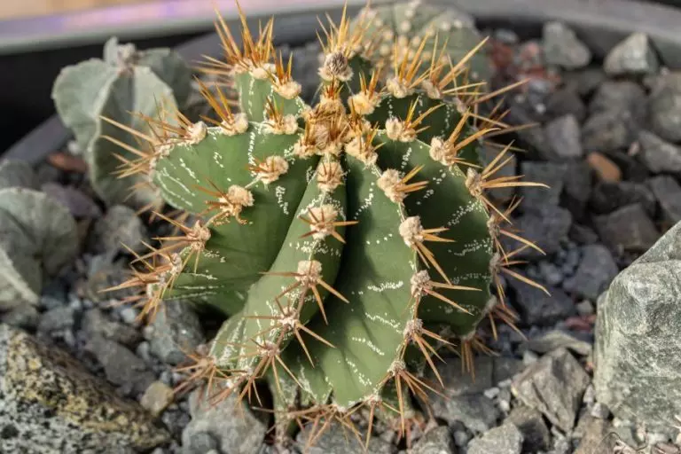 Small Cactus